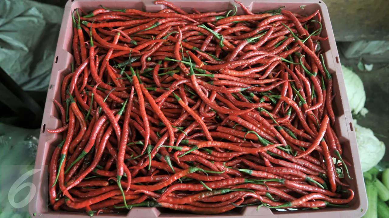 Saat ini, cabai keriting merah dijual dengan harga Rp 55 ribu sampai Rp 60 ribu per kg.