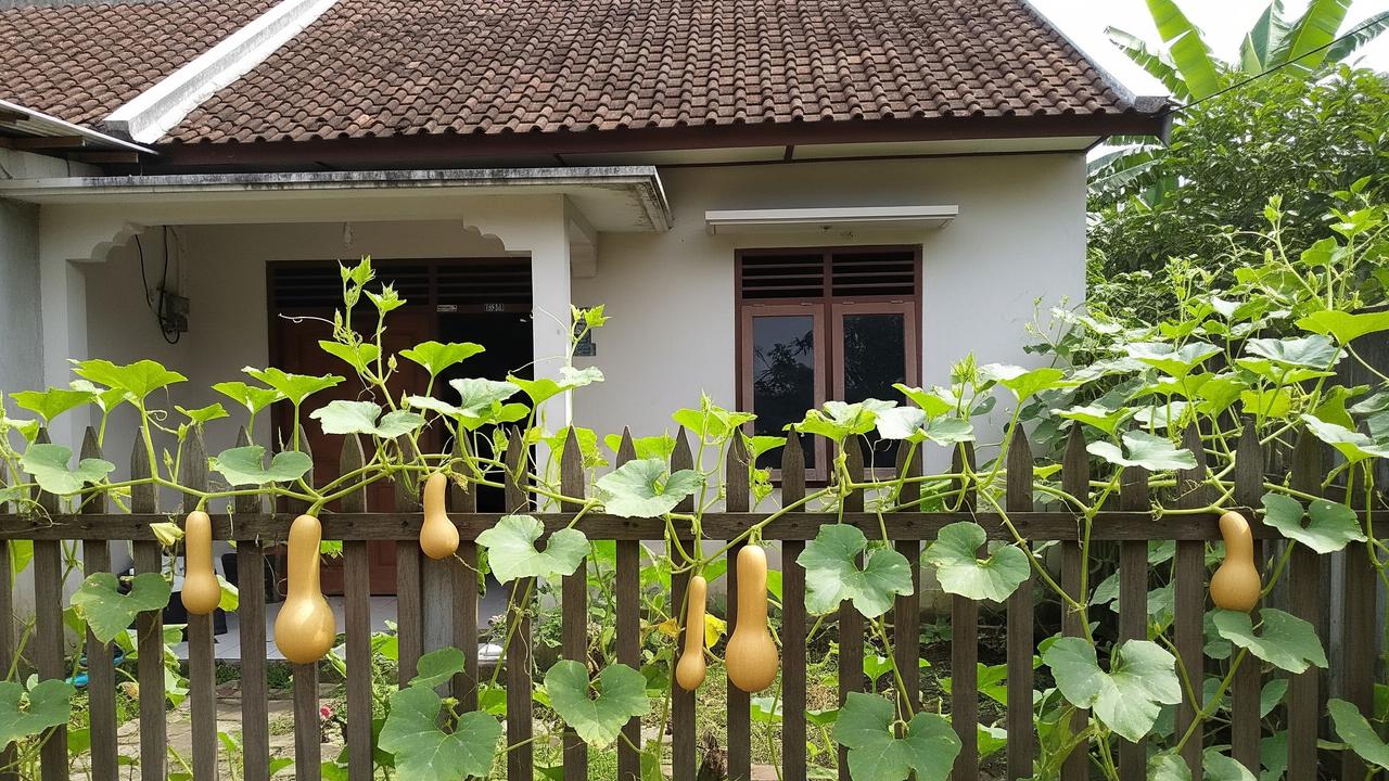 Jenis labu rambat yang cepat berbuah untuk menghijaukan pagar rumah model labu madu