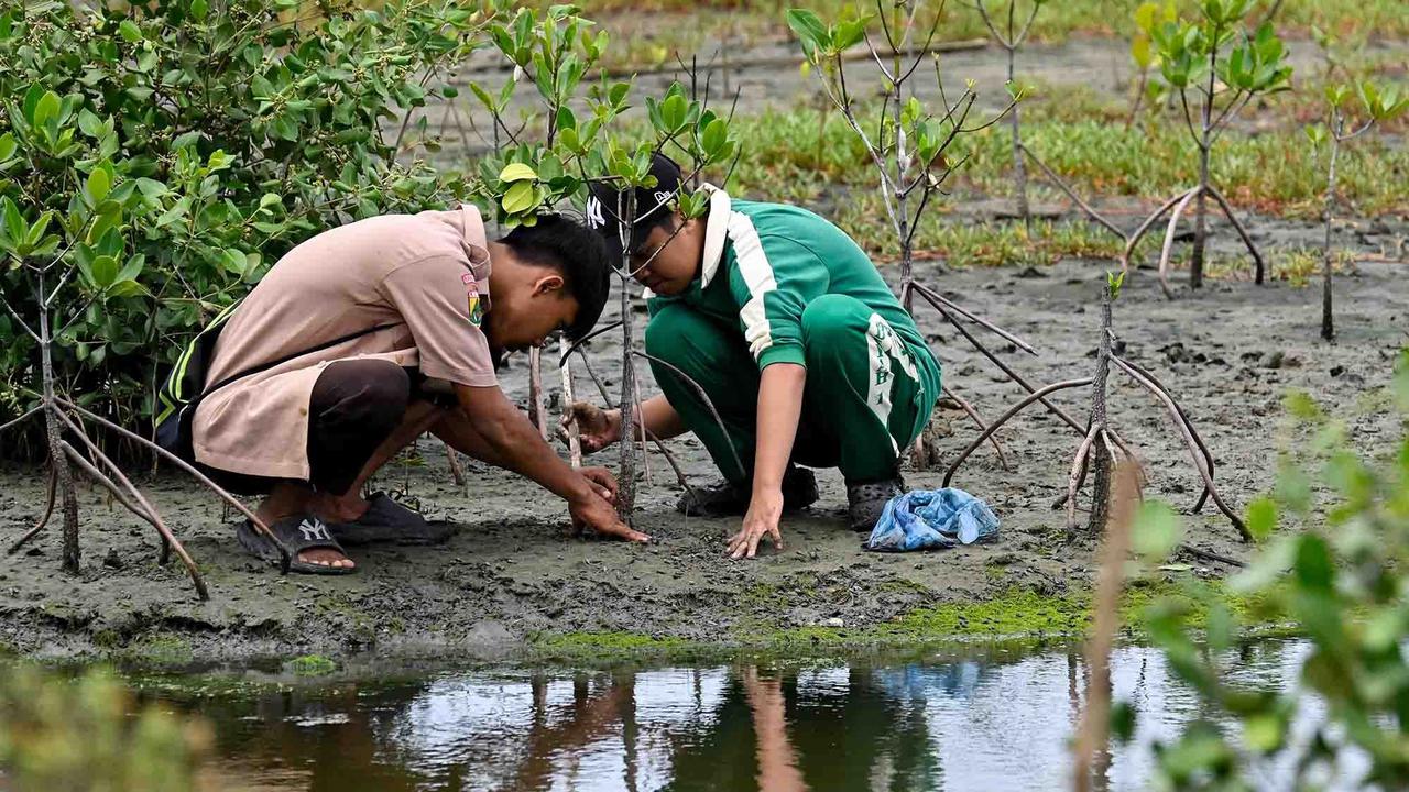 Ilustrasi tanam mangrove