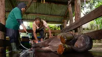 Dokter hewan dan mahot memandikan bayi gajah di Pusat Latihan Gajah, Saree, Aceh, Sabtu (23/8). Kondisi luka kaki bayi gajah akibat terkena jerat pada awal Mei 2018 lalu itu terus membaik dan tinggal menunggu proses penyembuhan. (AFP/CHAIDEER MAHYUDDIN)