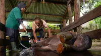 40 Ribu Netizen Teken Petisi Usut Pembunuhan Keji Gajah Bunta