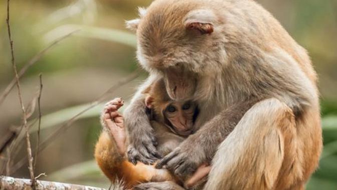 Menyayat Hati Bayi Monyet Menangisi Induknya Karena