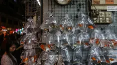 Seorang wanita melihat ikan untuk dijual di Mong Kok Goldfish Market, distrik Kowloon pada 10 November 2018. Pasar ikan hias yang sangat terkenal seantero Hong Kong ini menjual ratusan jenis ikan dari ikan mas koki hingga ikan cupang. (VIVEK PRAKASH/AFP)