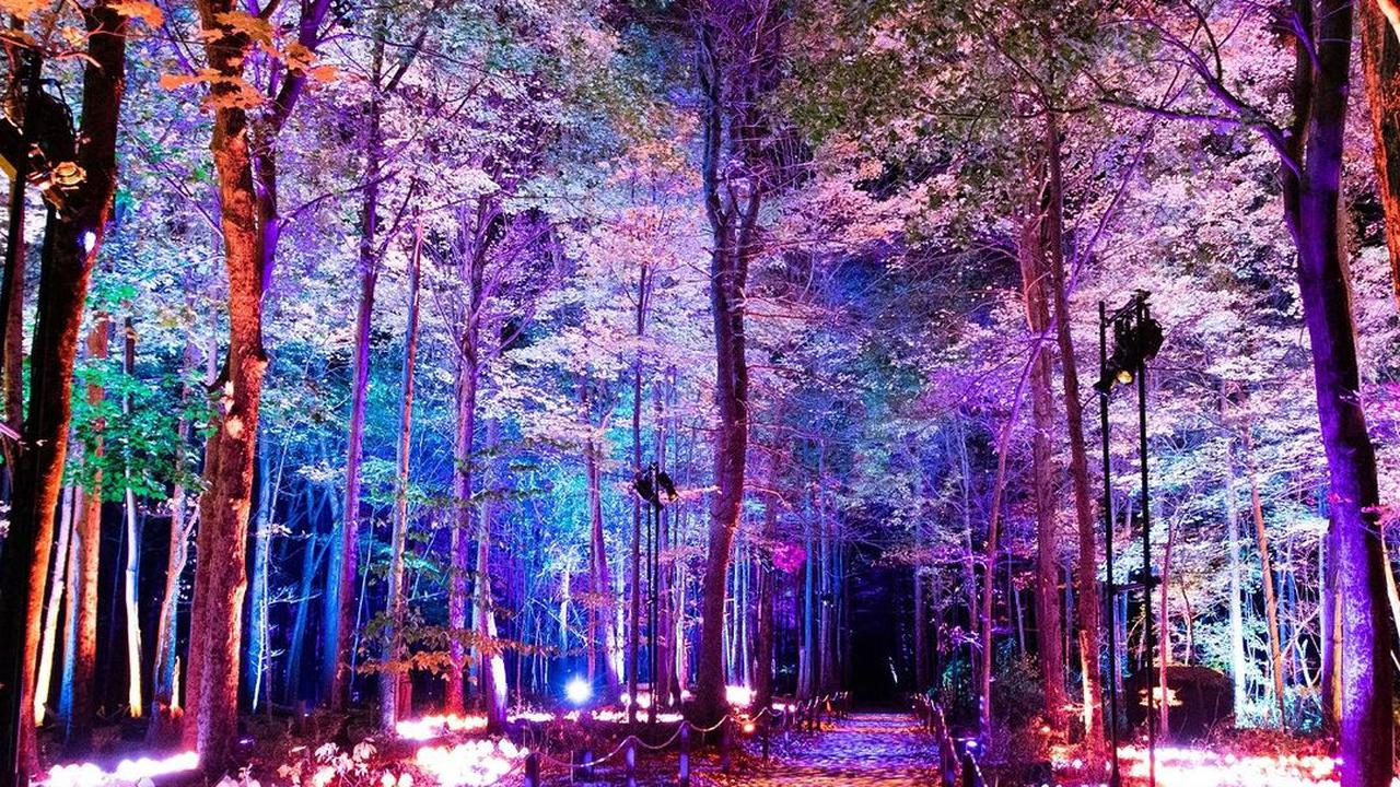Harry Potter: A Forbidden Forest Experience