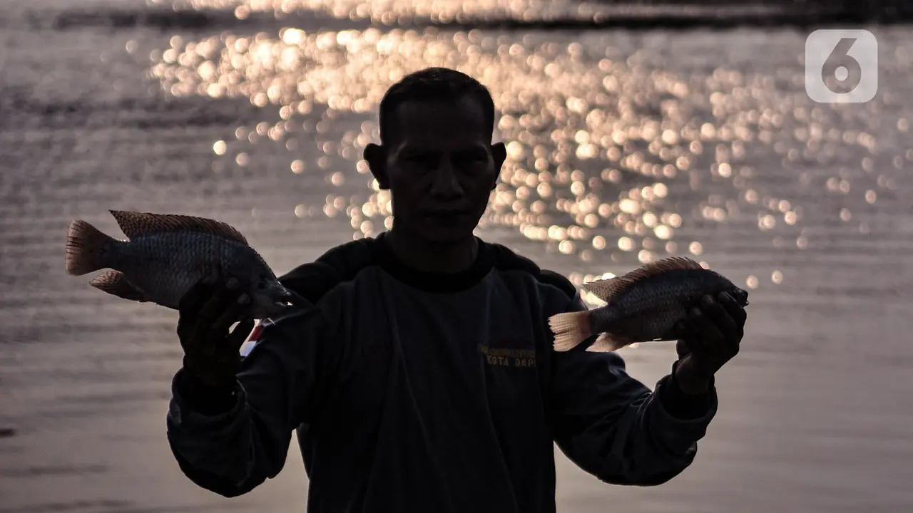 Ilustrasi Ikan Mujair