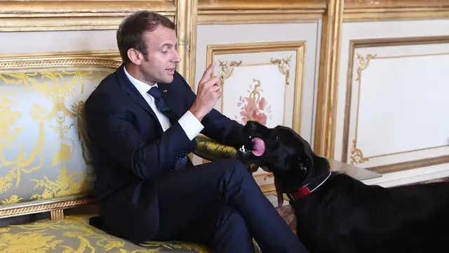 Presiden Prancis Emmanuel Macron bersama anjing peliharaannya, Nemo di Elysee (AFP)