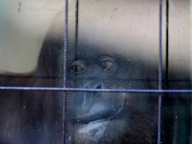 Orangutan bernama Sandra berada di bekas kebun binatang yang kini bernama Eco Parque, di Buenos Aires, Argentina, Selasa (16/5). Kebun binatang yang ditempati Sandra ditutup dan dijadikan taman oleh pemerintah setempat. (AP / Natacha Pisarenko)