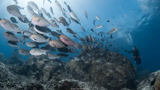 Menyelami Keindahan Bawah Laut Indonesia Lewat Wisata Selam