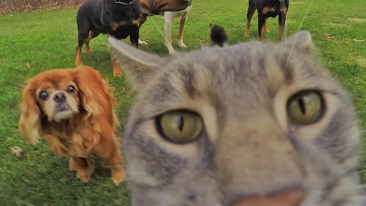 Selfie Kucing