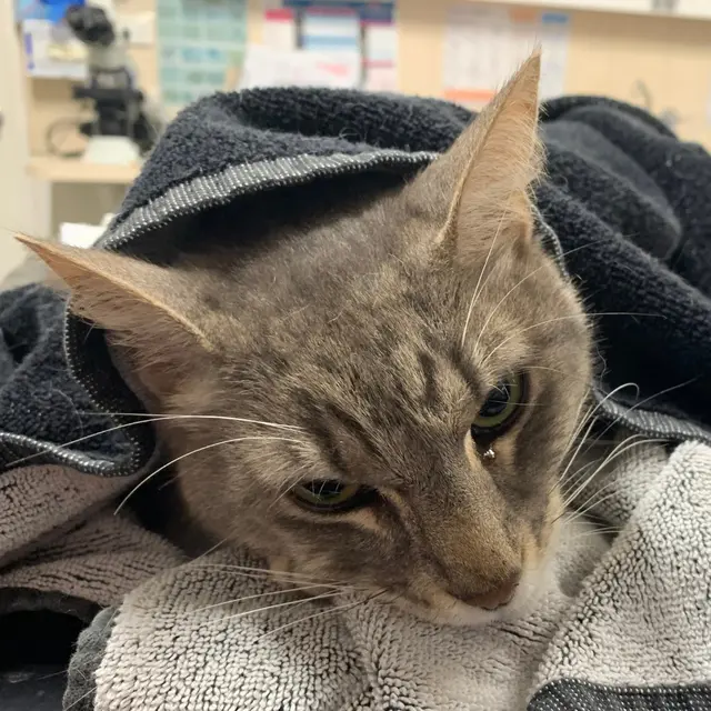 Seekor Kucing Selamatkan Majikan dari Serangan Ular Berbisa Ini Kisahnya Haru