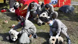 Para peneliti memegang sejumlah bayi panda yang lahir selama tahun 2020 di Pusat Penelitian dan Konservasi China untuk Panda Raksasa di Cagar Alam Wolong, Provinsi Sichuan, China, 3 Februari 2021. Sepuluh bayi panda memulai debutnya menjelang Imlek di Cagar Alam Wolong. (Chinatopix via AP)