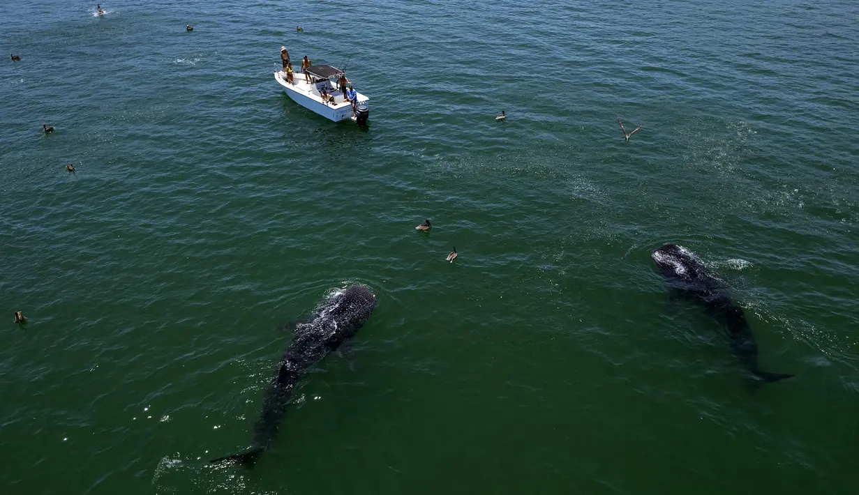 Pemandangan udara hiu paus (Rhincodon Typu) berenang di dekat perahu berisi pengunjung di Laut Cortez di Bahia de los Angeles, negara bagian Baja California, Meksiko pada 17 Juli 2021. Musim penampakan hiu paus di Bahia de los Angeles berlangsung dari Juli hingga November. (Guillermo Arias/AFP)