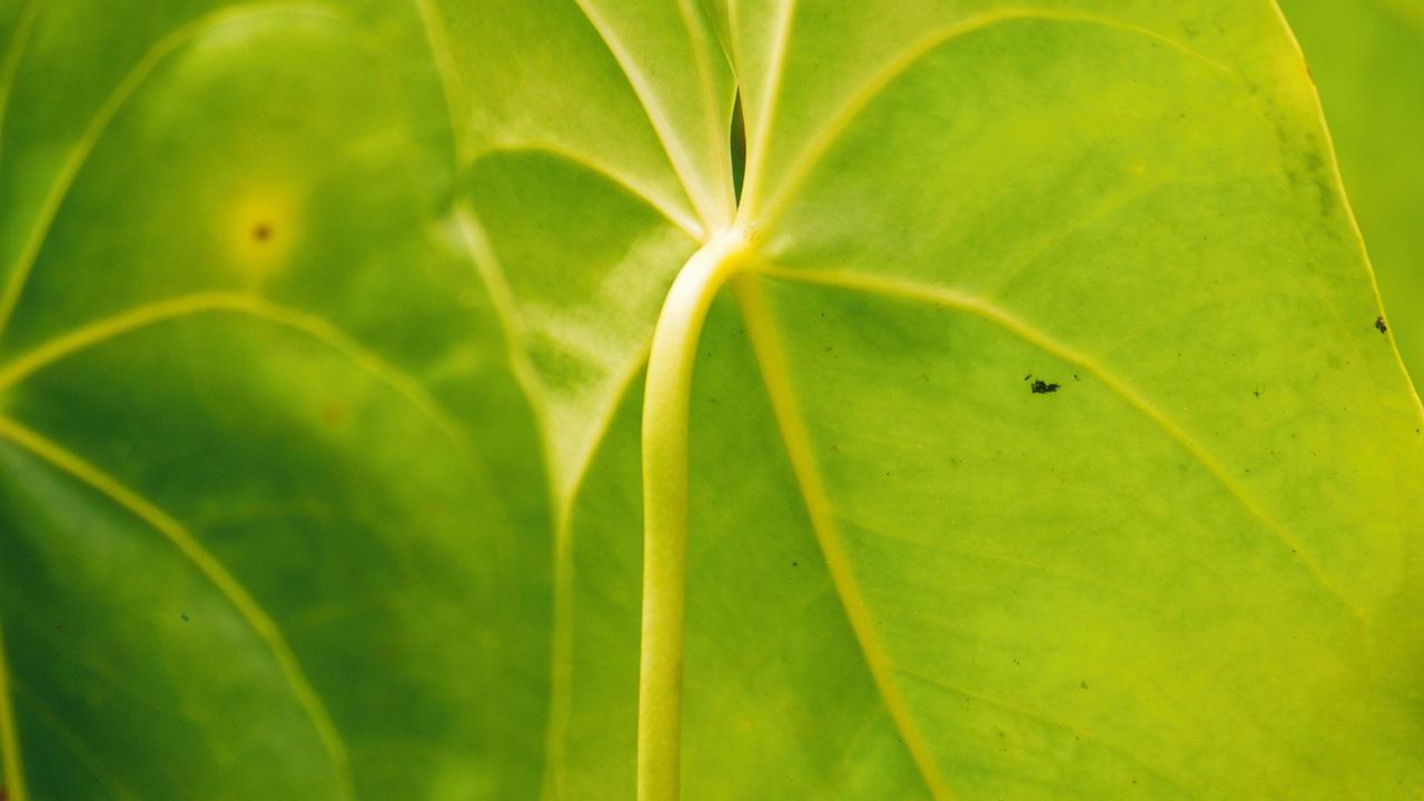 Daun Anthurium Warna Hijau Cerah