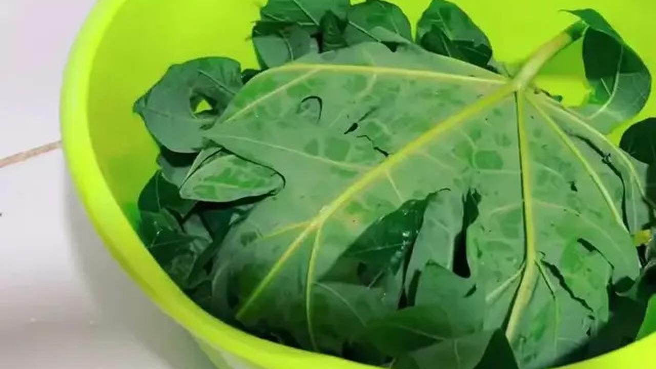 Cara Alami Mengempukkan Ayam Kampung Tanpa Presto dan Ungkep, Cukup Pakai Satu Daun Ini