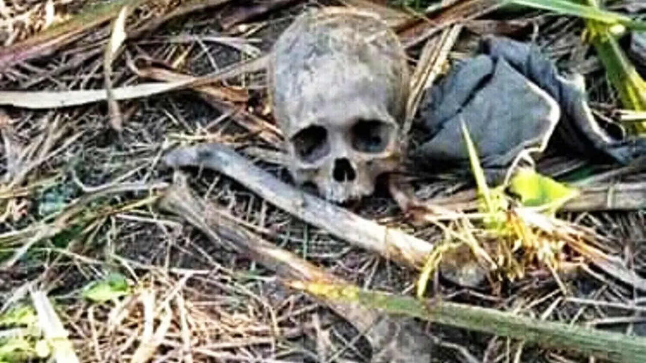 Penebang Tebu di Ogan Ilir Temukan Tengkorak Manusia di Semak-Semak