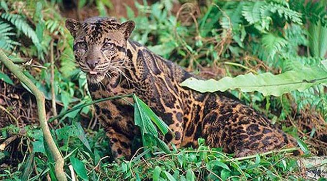 Diduga Memangsa Ternak Macan Dahan Kena Amuk Warga Limapuluh Kota Hingga Mati Regional Liputan6 Com