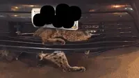 Kucing Hutan terjebek di dalam sela grill Toyota Prius. (Jalopnik)