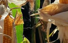 Terungkap, Ini Alasan Pemerintah Setop Impor Jagung untuk Pakan Ternak