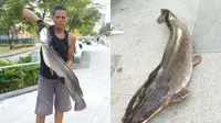 Ikan lele jombo di sebuah sungai Singapura. (Rosman Mohd) 