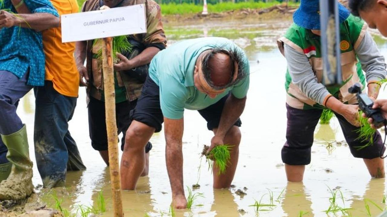Pemprov Papua Targetkan Cetak Sawah 18 Ribu Hektare, Perkuat Ketahanan Pangan Daerah