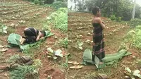 Salat di Kebun Beralaskan Daun Pisang, Bocah Ini Tuai Pujian