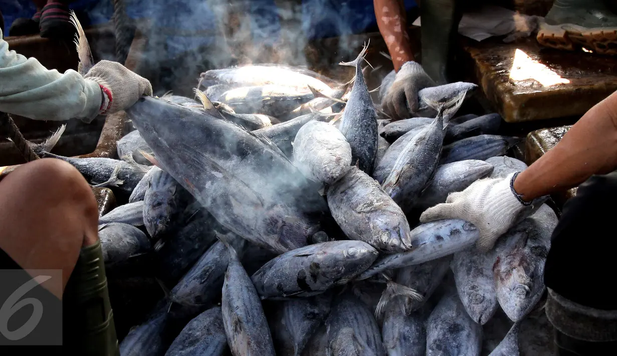 Aktivitas bongkar muat ikan di Pelabuhan Muara Baru, Jakarta, Selasa (22/9/2015). Nelayan mengeluh mahalnya BBM dan Peraturan Menteri No. 2/2015 tentang larangan penggunaan pukat hela dan pukat tarik membuat nelayan merugi. (Liputan6.com/Angga Yuniar) 