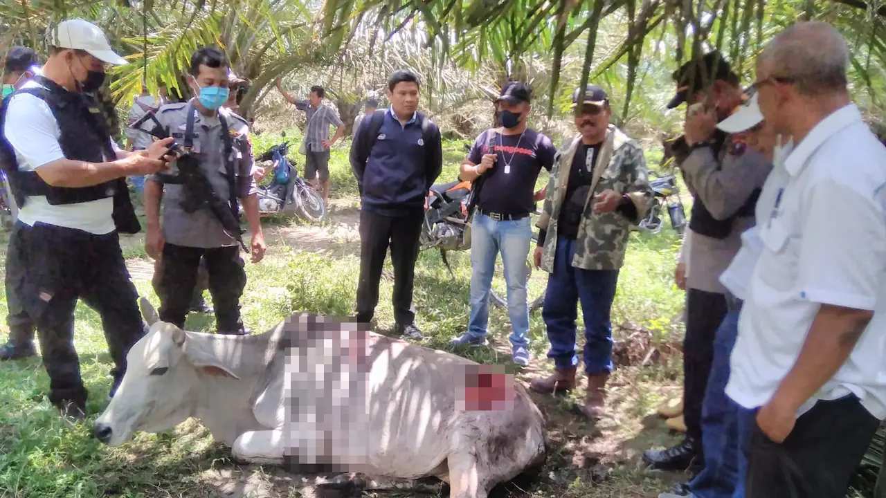 Ternak warga diserang harimau
