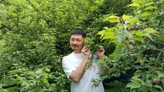 Laporan Liputan6.com dari Wakayama Jepang: Bertandang ke Kebun Plum
