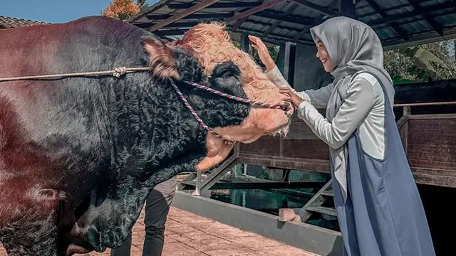 6 Potret Ria Ricis dengan Sapi Jumbo untuk Kurban, Rela Berburu hingga Purworejo