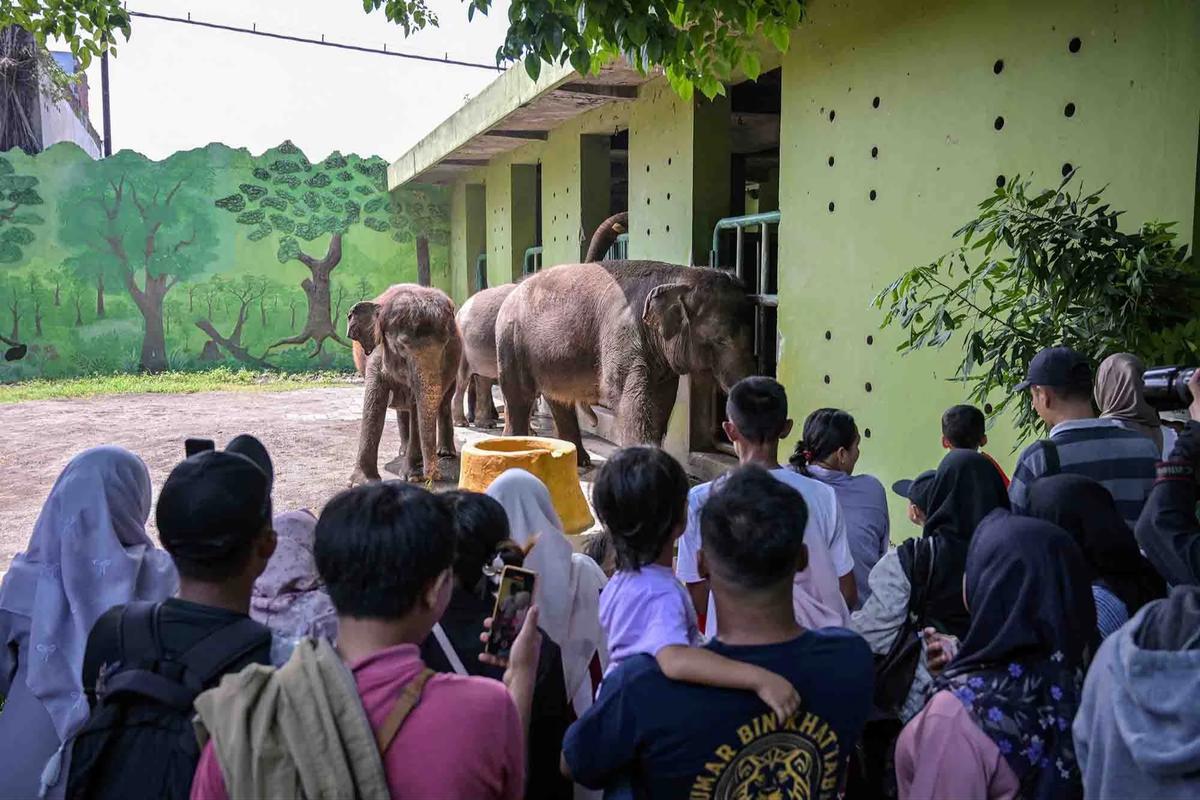 FOTO: Kebun Binatang Surabaya Jadi Pilihan Wisata Edukatif Selama Libur Akhir Tahun