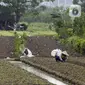 Petani memanen sayuran di Tangerang, Banten, Kamis (8/7/2021). Program Kredit Usaha Rakyat (KUR) sektor pertanian dirasakan manfaatnya oleh petani. (Liputan6.con/Angga Yuniar)