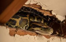 Waspada! 7 Jenis Ular yang Sering Bersembunyi di Atap Rumah dan Cara Mengusirnya