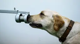 Bobby, anjing pelacak K9 jenis Retriever mengendus sampel keringat dalam tes mendeteksi Covid-19 di Fakultas Ilmu Kedokteran Hewan di Universitas Chulalongkorn di Bangkok pada 21 Mei 2021. Penelitian dilakukan sejak awal Mei dan anjing tersebut sudah memeriksa ribuan sampel (Lillian SUWANRUMPHA/AFP)