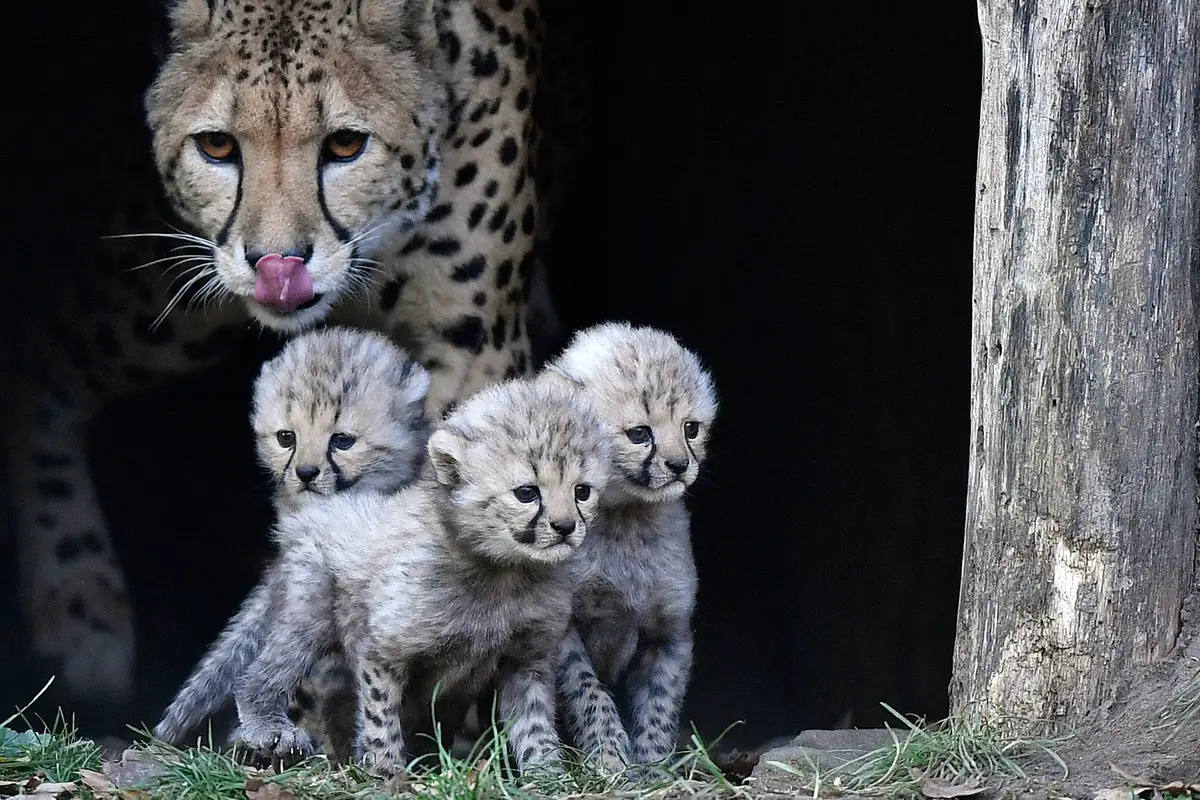 ilustrasi cheetah