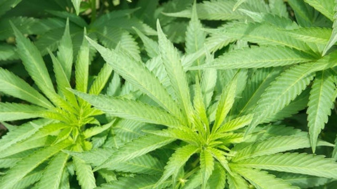 Jual ganja