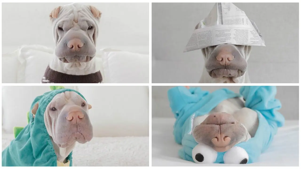 'Paddington' Si Anjing Sensasional di Sosial Media