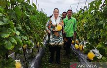 Pemkab Natuna Siapkan Langkah Strategis, Petani Melon Lokal Akan Pasok Kebutuhan SPPG untuk Program MBG