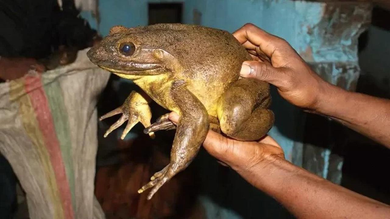 Inilah Katak Terbesar di Bumi yang Kini Terancam Punah Akibat Ulah Manusia