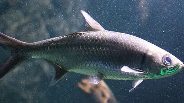 6 Ikan Air Tawar yang Jadi Hama di Kolam Budidaya, Mengancam Panen