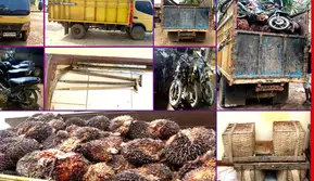 Kepergok Angkut 5,6 Ton Sawit Curian, Enam Petani Dibekuk Polisi