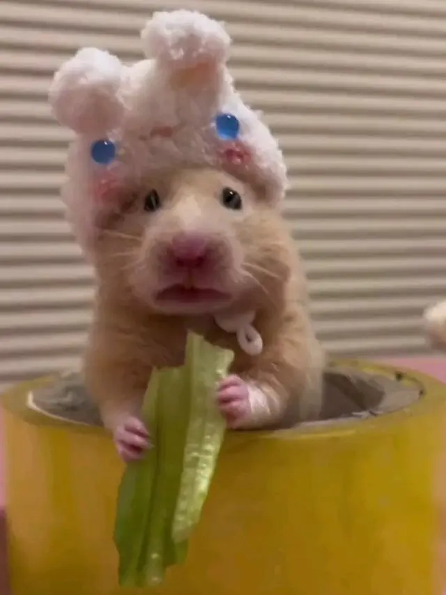 7 Potret Lucu Hamster saat Didandani Ini Tampil Menggemaskan