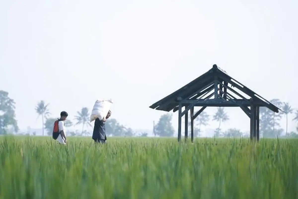 Sawah
