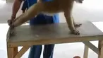 Lucu, seekor monyet telah dilatih untuk dapat melakukan ‘push up’ dan ‘sit up’ layaknya manusia penggemar kebugaran.