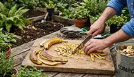 Trik Menambah Nutrisi Tanaman dengan Kulit Pisang, Begini Cara Mengolahnya