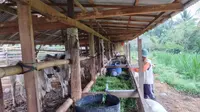 Dukung Program Desa Korporasi, Berdikari Datangkan Ribuan Sapi Indukan