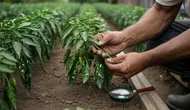 Cara Mengatasi Daun Cabai Keriting dari Diagnosis, Hama, Virus, hingga Pemulihan Tanaman