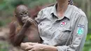 Dokter primatologi Dr. Signe Preuschoft menggendong salah satu orangutan yatim piatu di Sekolah Hutan Orangutan yang baru dibuka di Kalimantan Timur, 22 Mei 2018. Sekolah Hutan adalah program rehabilitasi untuk orangutan. (HO/FOUR PAWS/AFP)