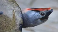 Tum-tum menempati satu dari 25 reptil yang paling terancam punah berdasarkan Tortoise and Freshwater Turtle Specialist Group dari IUCN. (dok. http://www.biodiversitasindonesia.org)
