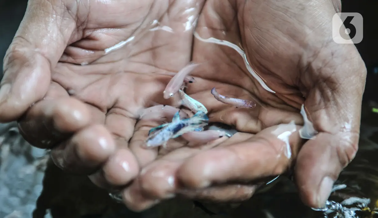 Yuko saat menunjukkan anakan ikan cupang hias di Toko Kevrez Betta, Pancoran Mas, Depok, Jawa Barat, Minggu (13/9/2020). Selama pandemi, usaha ikan cupang hias milik Yuko meningkat hingga di atas 50 persen dibandingkan sebelum adanya Covid-19. (merdeka.com/Iqbal S. Nugroho)