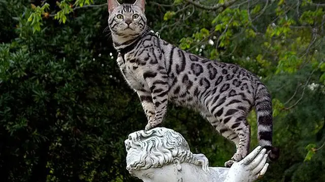Kucing Termahal 2